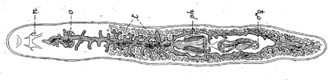 miodendrocoelum_parisi.png