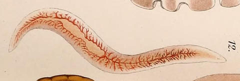 Archicotylus elongatus
