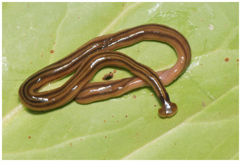 Bipalium kewense