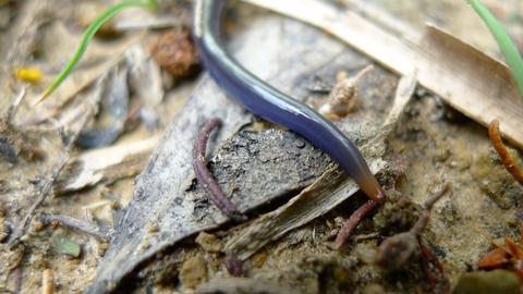 Blue_garden_flatworm_(8254115530).jpeg