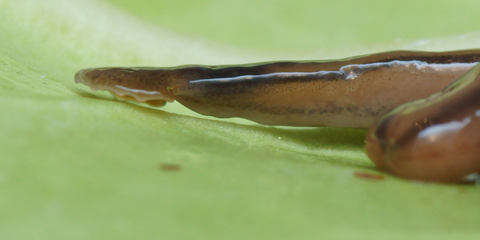 Bipalium kewense