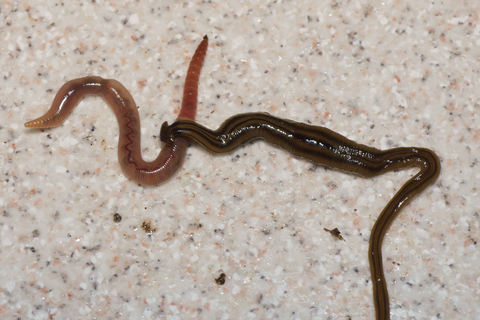 Bipalium kewense attacking an earthworm