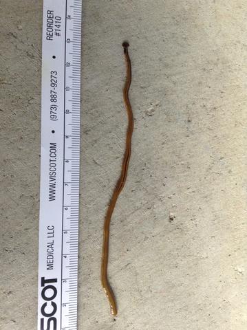 Bipalium kewense New Zealand