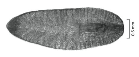weissius_capaciductus.jpg