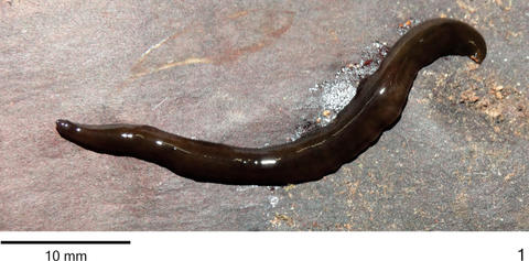 Cratera cryptolineata
