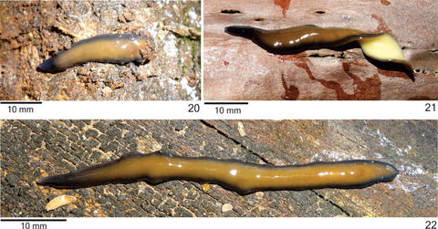 Cratera nigrimarginata