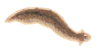 Continenticola